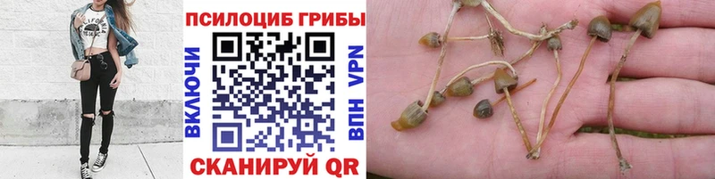 Псилоцибиновые грибы Cubensis  Купить  Мончегорск 